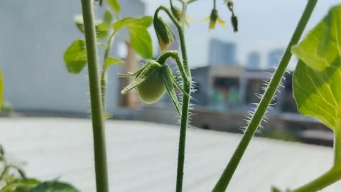 Young tomatoes are green on the tree Stock Footage 288946456