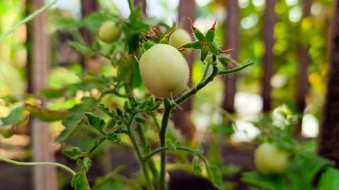 Young tomatoes growing on the tree Stock Photos