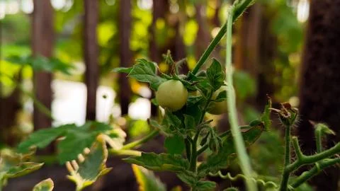 Young tomatoes growing on the tree Stock Photos