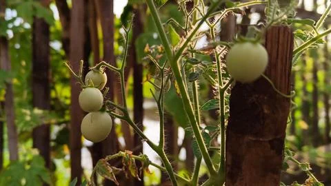 Young tomatoes growing on the tree Stock Photos