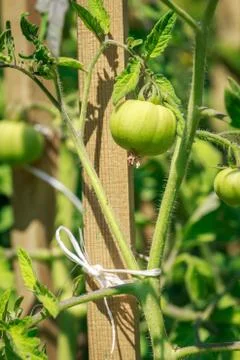 Young tomatoes Stock Photos