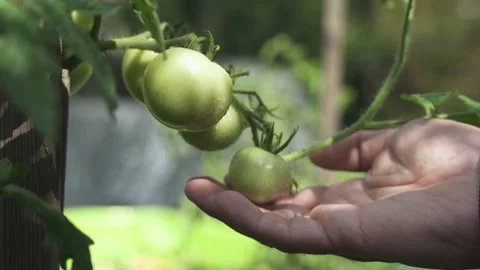 Young tomatoes ripening is checked by the farmer in the morning sun Stock Footage 135575778