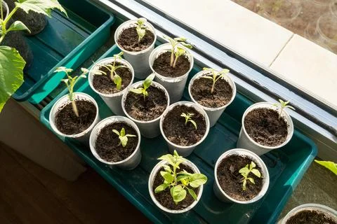 Young tomatoes sprouts on the windowsill in spring Stock Photos