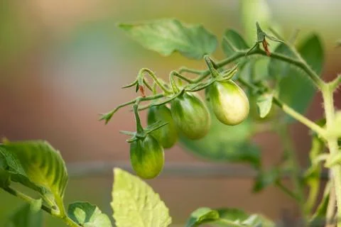Young Tomatoes On Vine Stock Photos