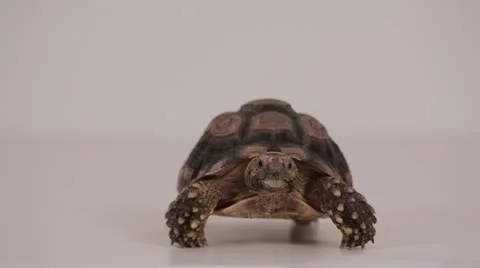 Young Tortoise checking things out. 動画素材 11425080