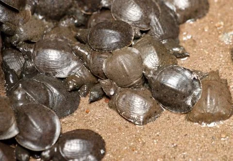 Young tortoises Stock Photos