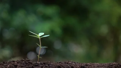 Young tree-170 Stock Footage 93305260