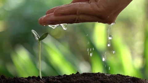 Young tree-7 Stock Footage 94714233