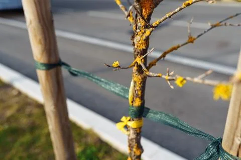 Young tree affected by lichen Stock-Fotos