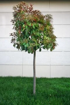 Young tree and grass in front of the house and the wall Stock Photos
