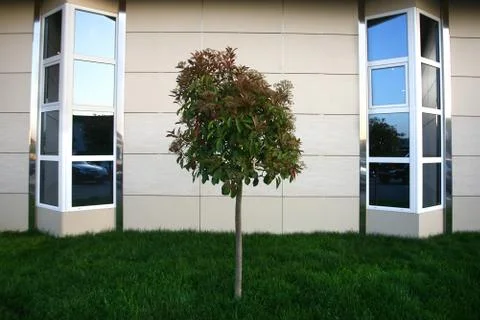 Young tree and grass in front of the house and the wall Stock Photos