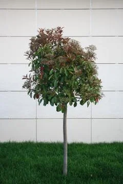 Young tree and grass in front of the house and the wall Stock-Fotos