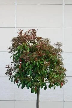 Young tree and grass in front of the house and the wall Foto stock