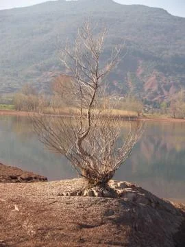 A young tree in automn Stock Photos
