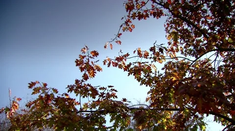 A young tree in the autumn Stock Footage 8770251