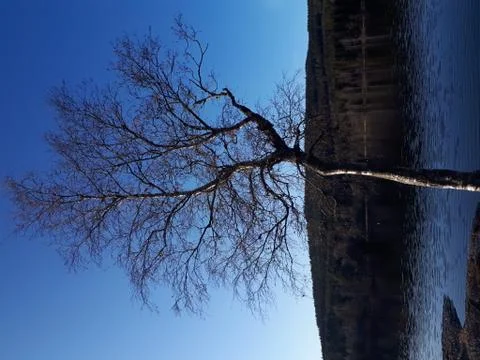 A young tree on a background of blue sky and water Stock Photos