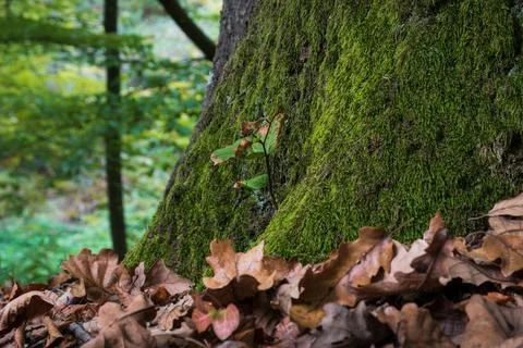 Young tree at base of big tree close up Stock Photos