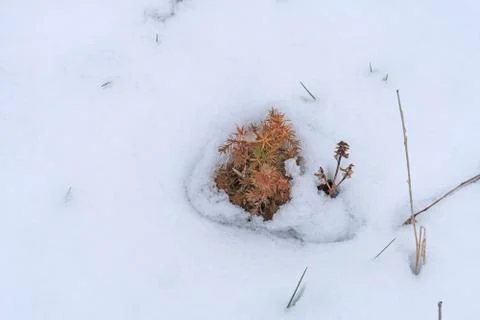 Young Tree Battling the Winter Stockfoto's