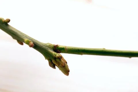 Young tree branch with budding leaves on white background. Stock Photos