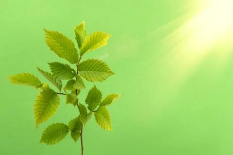 Young tree branch with sunlight Stock Photos