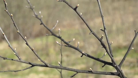 Young tree branches 스톡 동영상 37260023