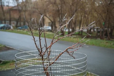 Young tree branches glazed in thick clear ice after a severe winter storm, .. Fotos Stock