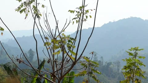 Young Tree Branches with Mountain Landscape Background Stock Footage 329176777