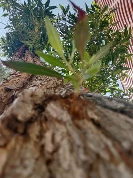 Young tree branches 库存照片