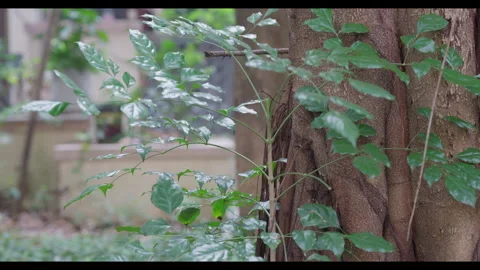 Young Tree Branches Swaying in Wind Near Mature Trunk, No People Stock Footage 330411942