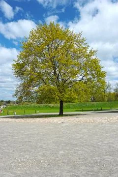 A young tree budding in spring Stock Photos