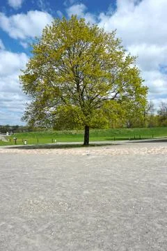 A young tree budding in spring Stock Photos