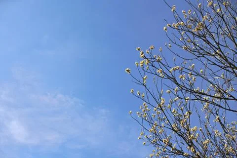 Young tree buds growing in spring against clear blue sky Stock Photos