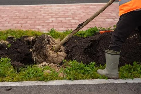 A young tree is carefully placed in a hole, surrounded by rich soil Stock Photos