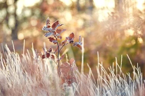 Young tree covered in frost on sunny morning Stock Photos