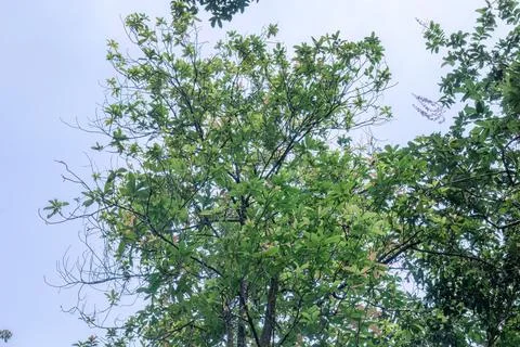 Young Tree Crown with Soft Blue Sky Stock Photos