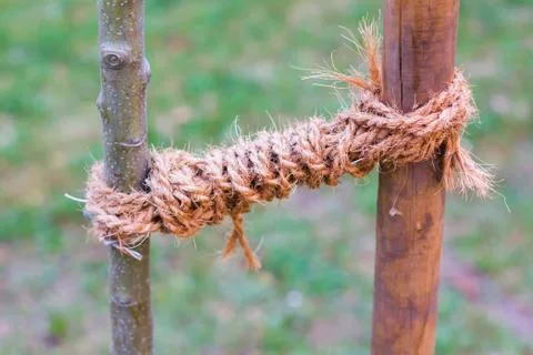 Young tree with drawstring to help grow up Stock Photos