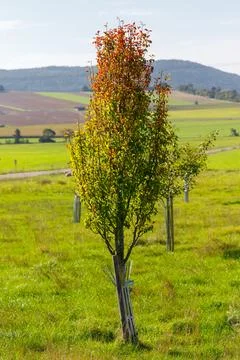Young tree with fall foliage in a field Stock Photos