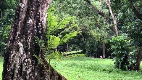 Young Tree with Feathery Leaves Beside an Old Trunk in a Tropical Park Vidéo 342313492