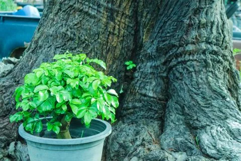 Young tree on flower pot back ancient tree background Stock Photos