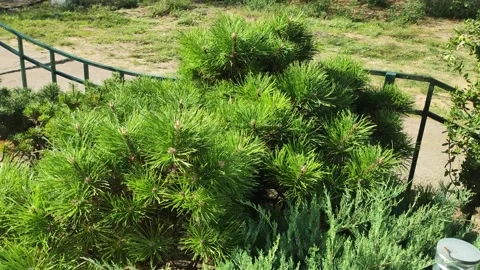 A young tree with fluffy green branches and small cones - Siberian cedar, close Stock Footage 296579355