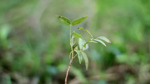 Young tree Vídeo Stock 26187345