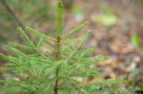 Young tree in the forest Stock Photos