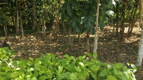 Young tree forest with young cocoa trees in the foreground, in Ivory Coast Stock Footage 237988565
