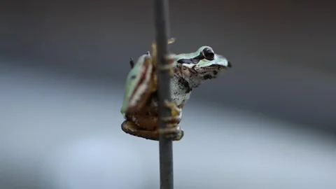 Young tree frog perched on branch or wire in a garden - horizontal video 스톡 동영상 332412250