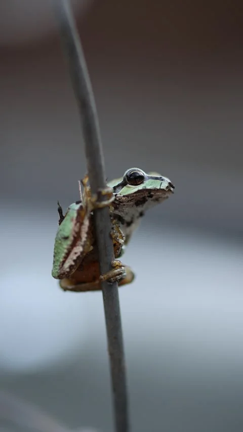 Young tree frog perched on branch or wire in a garden - vertical video 스톡 동영상 332412251