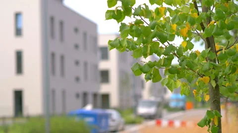 Young tree in front of the construction of a modern building in 4K slow motion Stock Footage 161541536
