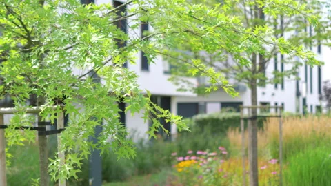 Young tree in front of the construction of a modern building in 4K slow motion Stock Footage 161542393