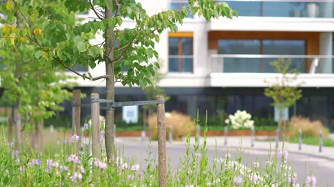 Young tree in front of the construction of a modern building in 4K slow motion Stock Footage 161542451