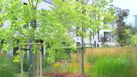 Young tree in front of the construction of a modern building in 4K slow motion Stock Footage 161542678