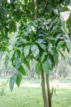 Young Tree with Glossy Broad Leaves in a Green Park. Stock Photos